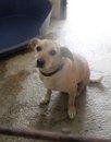 Sacrifican a Romeo (Granada)