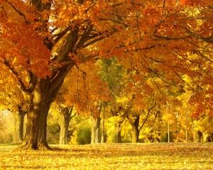 2 trucos para afrontar el otoño