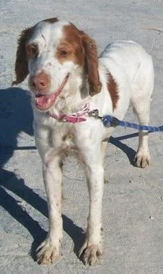 DON ANTONIO, PRECIOSO BRETÓN NECESITA ADOPCION, LO ESTÁ PASANDO MUY MAL. (ALICANTE)