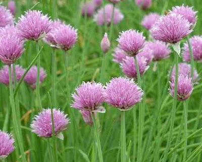 Allium schoenoprasum