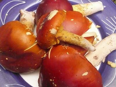 Hongo tecomate al vinagre