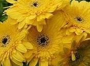 Amarillo quiero amarillo