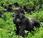 Safaris gorilas Rwanda