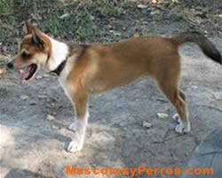 perros Lundehund Noruego