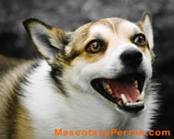 perros Lundehund Noruego