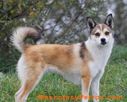 perros Lundehund Noruego