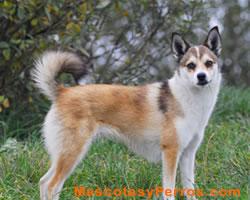 perros Lundehund Noruego