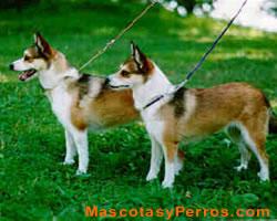 perros Lundehund Noruego