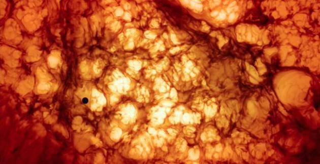 Crítica de cine: El Árbol de la Vida