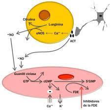 Porqué tenemos óxido nítrico en el organismo