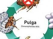 Protección frente pulgas perros oral