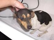 Necesita acogida urgente, estaba tirada carretera.