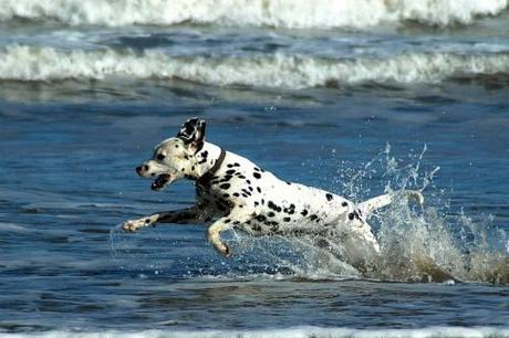 Los perros y los niños
