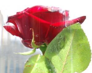 NO QUIERO AMAR MÁS!