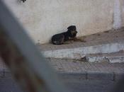 Sigue calle, perrito cruce doberman rottweiller abandonado.