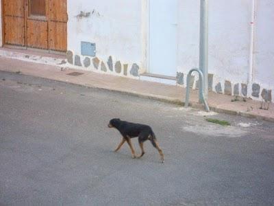 Sigue en la calle, perrito cruce de doberman o rottweiller abandonado.