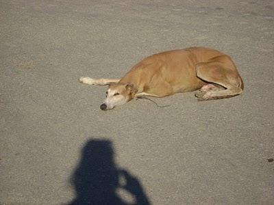 GALGO Y BRACO EN LOS HUESOS EN LA CALLE. ¿¿QUIÉN PUEDE AYUDARLOS A SALIR DE LA CALLE??