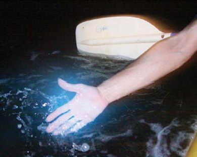 Bahía de La Parguera, Puerto Rico