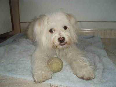 TOBY, PELUDO CARIÑOSO Y MUY SOCIABLE!! MURCIA.