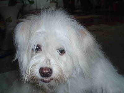 TOBY, PELUDO CARIÑOSO Y MUY SOCIABLE!! MURCIA.