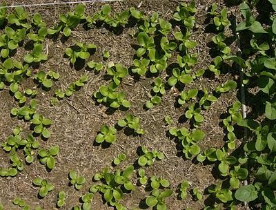 LA SIEMBRA DE PLANTERAS LECHUGAS Y SU TRASPLANTE.