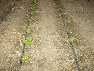 LA SIEMBRA DE PLANTERAS LECHUGAS Y SU TRASPLANTE.