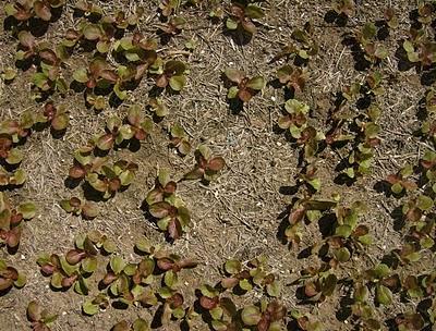 LA SIEMBRA DE PLANTERAS LECHUGAS Y SU TRASPLANTE.