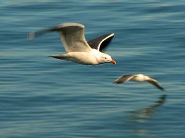 Cómo Ser Un Líder (Y Cómo No Serlo)