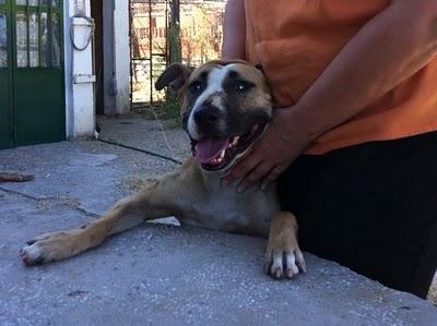 Ayuda Por favor! American Stanford Abandonada y no tengo sitio para ella! (Madrid)