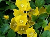 Lysimachia procumbens