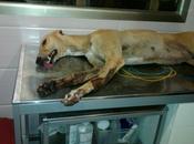 Thelma, atropello fuga