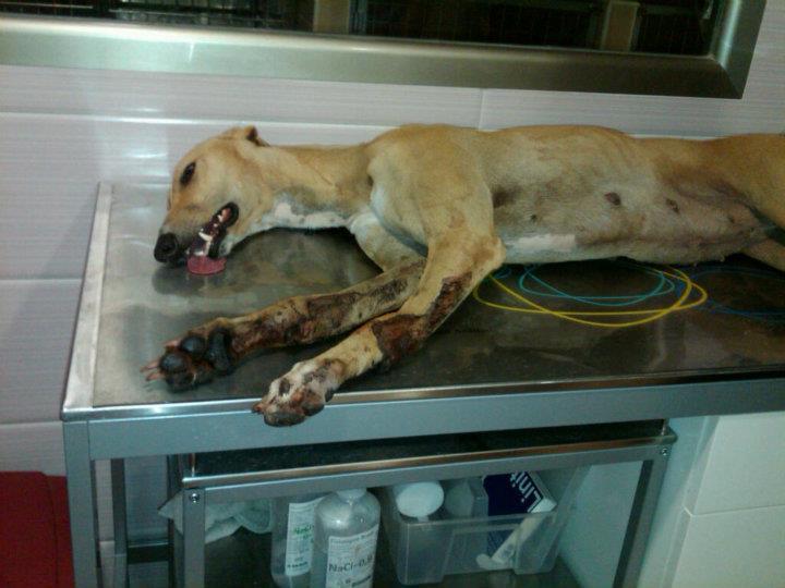 Thelma, atropello y fuga