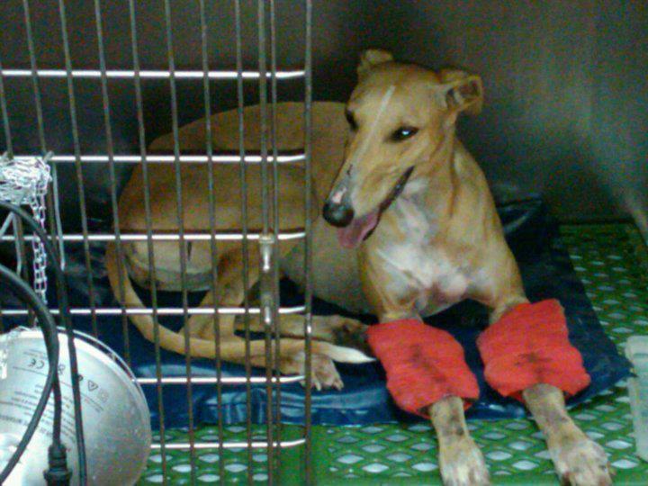 Thelma, atropello y fuga