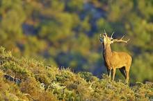 Tardes de berrea en Andalucía