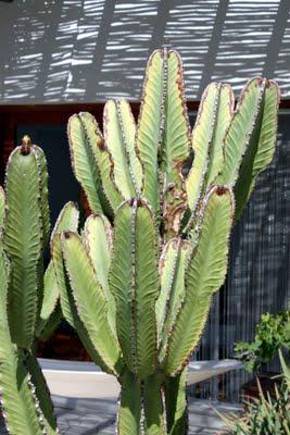 Un jardín en el desierto