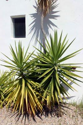 Un jardín en el desierto