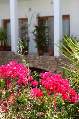 Un jardín en el desierto