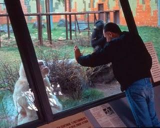 CINEFÓRUM DE SOBREMESA (porque el cine nos alimenta...)Hoy: Monos como Becky, (Joaquim Jordà y Nuria Villazán, 1999)