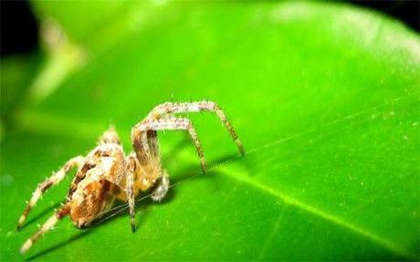 Se estiman 8.7 millones de especies que habitan nuestro planeta