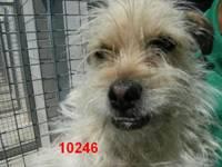 Joven peluda de 10 kilos ciega de un ojo ¿alguien puede adoptar a esta criatura? la acabaran sacrificando!!! ZARAGOZA.