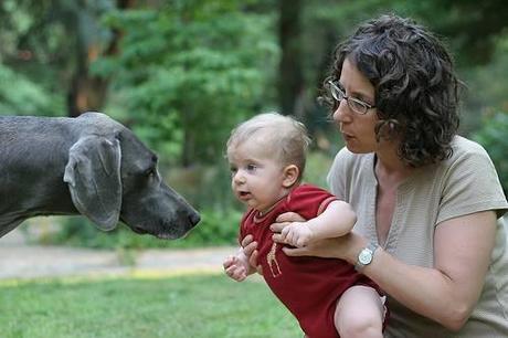 Cómo preparar a un perro para la llegada de un bebé a casa