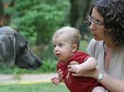 Cómo preparar perro para llegada bebé casa