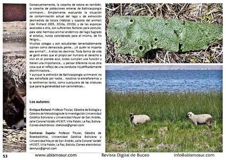 Trabajo de investigación publicado en la Revista de Divulgación de Biología Acuática y Buceo AbismoSur (Argentina): Las espojas del Titicaca…