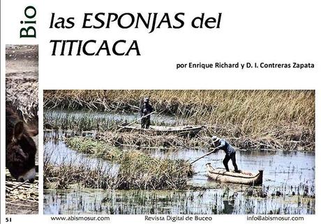 Trabajo de investigación publicado en la Revista de Divulgación de Biología Acuática y Buceo AbismoSur (Argentina): Las espojas del Titicaca…