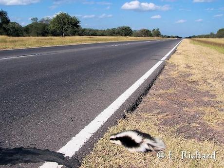 TIPNIS: Luto permanente por la falta de respeto sostenida a los Derechos de los Pueblos Originarios, a los Derechos Humanos y los Derechos de la Biodiversidad....