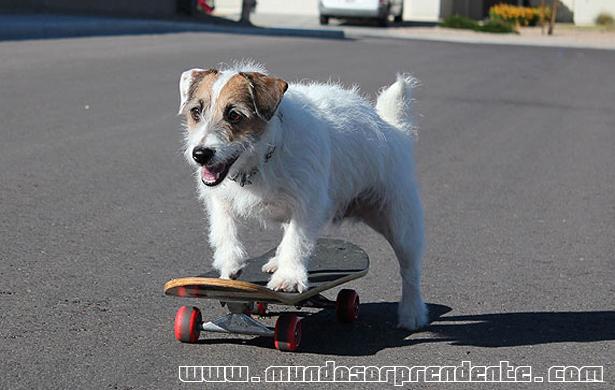 Perro sorprendente…(video)