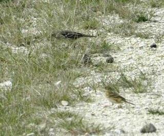 Llega el bisbita pratense