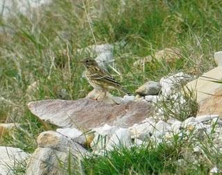 Llega el bisbita pratense