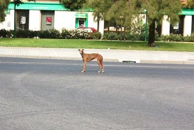 Dulcinea, galga con cuerda al cuello y dedos destrozados, ayuda urgente! - El Arca de Noé de Córdoba.