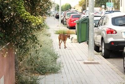 Dulcinea, galga con cuerda al cuello y dedos destrozados, ayuda urgente! - El Arca de Noé de Córdoba.